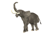 elephant 43