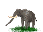 elephant 44