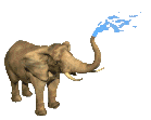 elephant 45