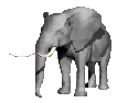 elephant 47