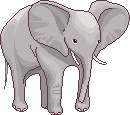 elephant 49