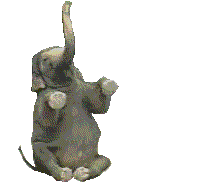 elephant 53