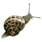 escargot 21
