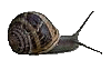 escargot 28