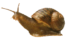 escargot 30