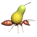 fruit 77