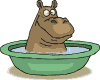 hippo 16