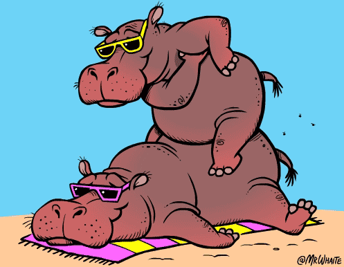 hippo 31