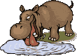 hippo 36
