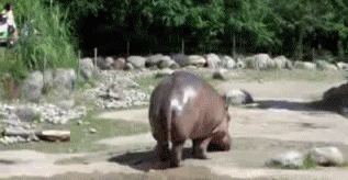 hippo 38