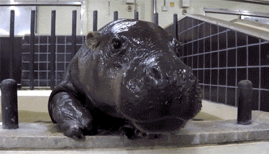 hippo 42