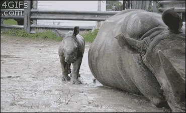hippo 46