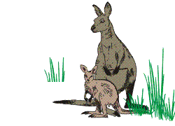 kangourou 18