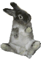 lapin 28