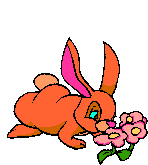 lapin 31