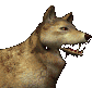 loup 04