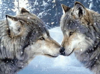 loup 14