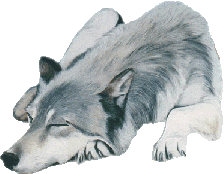 loup 24
