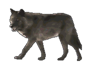loup 27