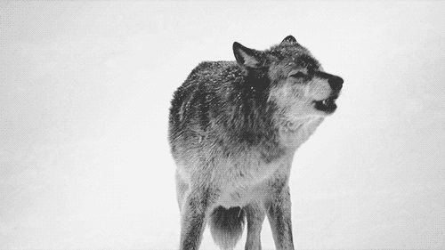 loup 31