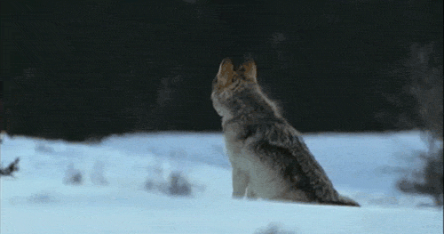 loup 32