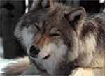 loup 35