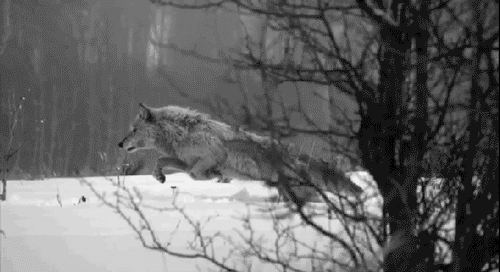 loup 36
