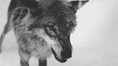 loup 37