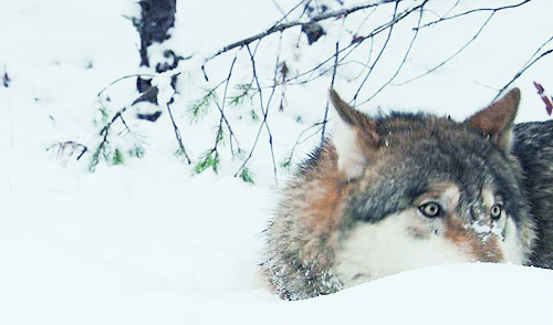 loup 38