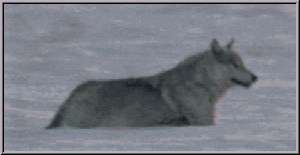 loup 39