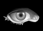 oeil 85