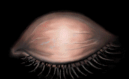 oeil 97