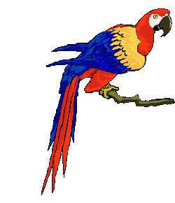perroquet 20