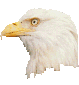 rapace 04