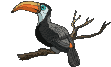 rapace 13