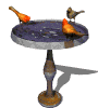 oiseau 17