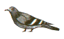 oiseau 19