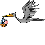 oiseau 20