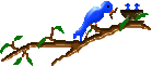 oiseau 27