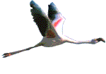 oiseau 28