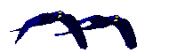 oiseau 29