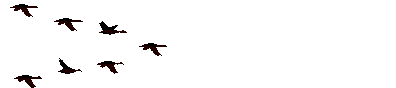 oiseau 30