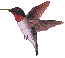 oiseau 33