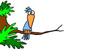 oiseau 36