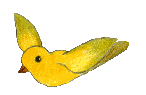 oiseau 38