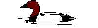 oiseau 41