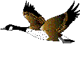 oiseau 42