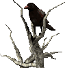 oiseau 62