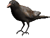 oiseau 63