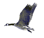 oiseau 71